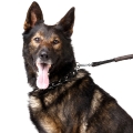Ukryta kolczatka z taśmą regulowaną , dostępna w trzech długościach, zdjęcie kolczatki na szyi psa