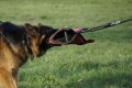 S00707-S00708-mufka-gryzak-dla-psa-600x400.jpg