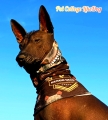 Bandana-komin z logo Dingo Gear