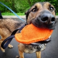Szarpak dla psa z nylcotu z jedną rączką BERTA , dostępny w dwóch kolorach , pomarańczowy